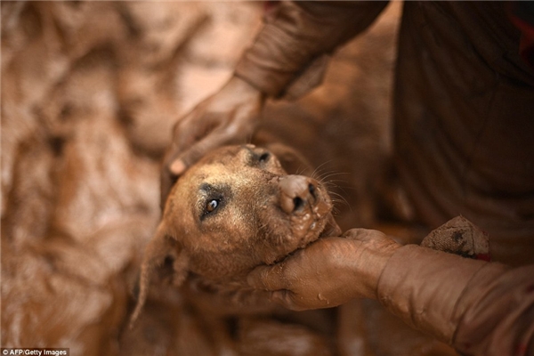 
Chú chó may mắn đã được cứu khỏi đống bùn độc hại. (Ảnh: Internet)