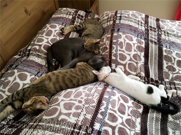 
Ba anh em mèo mù bên cạnh một người bạn mèo khác trong mái ấm hiện tại. (Ảnh: The Dodo)