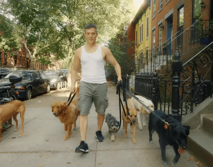  
Công việc dắt chó đi dạo không vất vả lại có thể hái ra tiền nên Ryan đã gắn bó với nó 2 thập kỷ. (Ảnh: game4V)