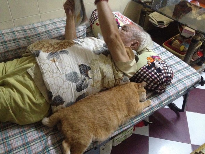
Ngoan ngoãn nằm cạnh khi ông nội đọc báo