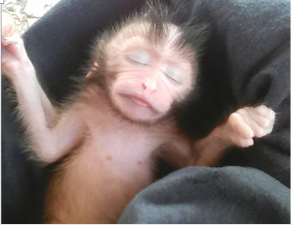 
Chú khỉ con được người phụ nữ Thái Lan cứu sống.
