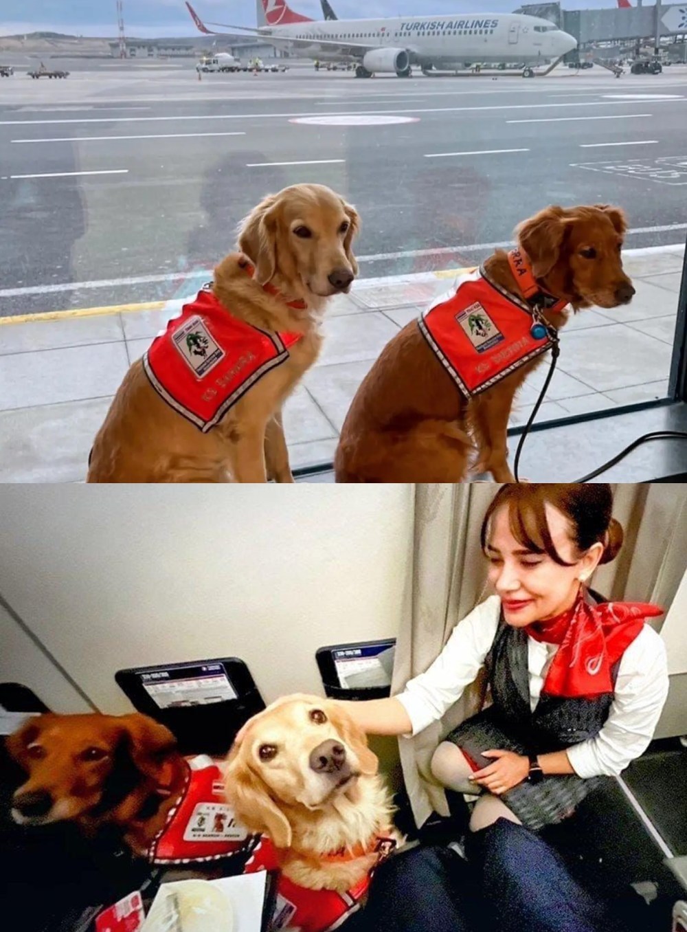 
Những chú chó cứu hộ được đối đãi đặc biệt tại sân bay. (Ảnh: Dailysabah)