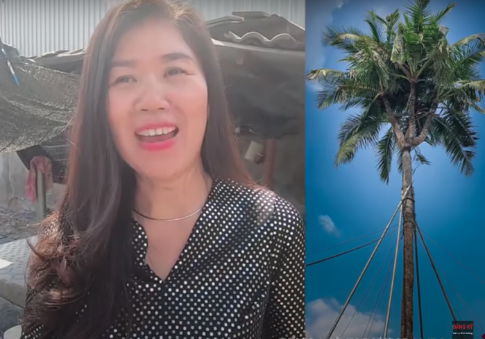 Nữ đại gia sở hữu 3 cây dừa độc lạ nhất nhì VN: 800 triệu không bán