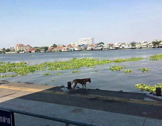 
Chú chó cứ lang thang ở bến Tàu. (Ảnh: Internet)