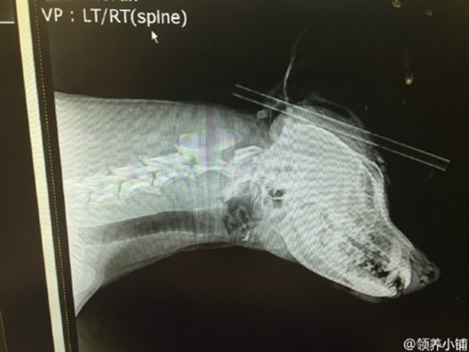 
Sau khi nó được đưa đến trạm thú y, các bác sĩ nhanh chóng chụp X-quang để xem tình hình vết thương. (Ảnh: Internet)