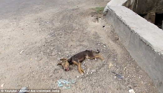 
Chú chó bị bỏ rơi trên đường phố Ấn Độ. (Ảnh: Internet)