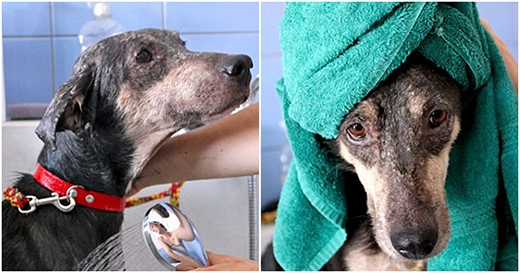 
Do bị nhiễm trùng quá lâu, các nhân viên đã phải sử dụng rất nhiều biện pháp trị liệu để phục hồi lại bộ lông ban đầu của chú chó. 