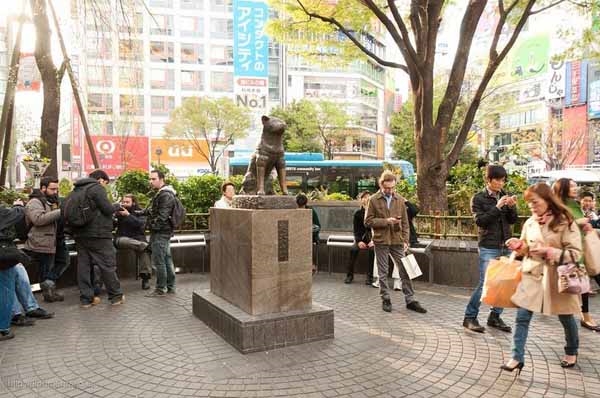 
Bức tượng về chú chó trung thành Hachiko đã được dựng tại nhà ga Shibuya để ghi nhớ câu chuyện của chú chó với người chủ của mình.(Ảnh Internet)