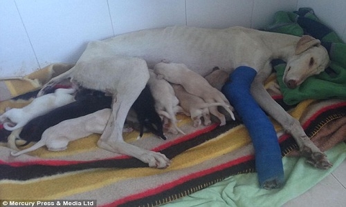 Chó mẹ gãy chân vẫn vượt hơn 3km tìm người cứu đàn con