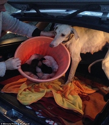 Chó mẹ gãy chân vẫn vượt hơn 3km tìm người cứu đàn con