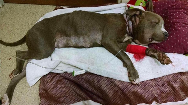 
Cô chó hồi phục tốt sau ca phẫu thuật.
