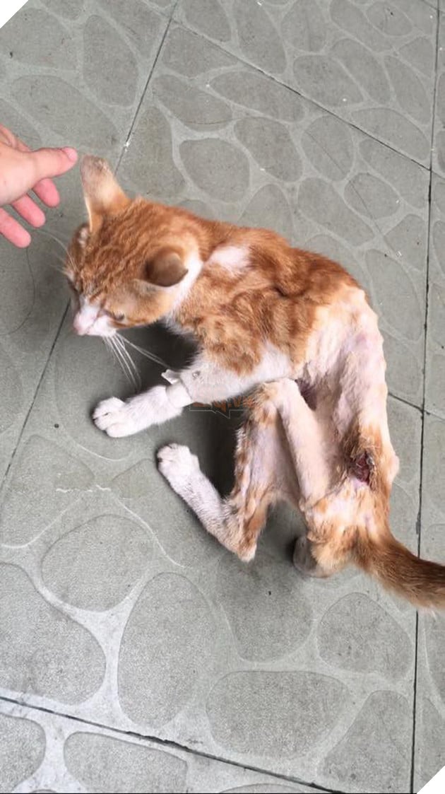 Hành trình hồi phục của bé mèo hoang gầy trơ xương cho đến khi trở thành chú mèo béo ú 2