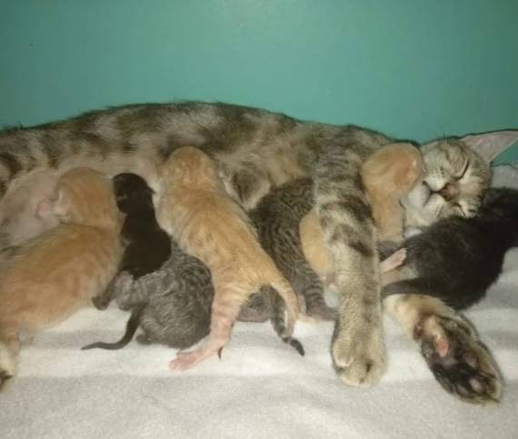  Bà mẹ mèo và 6 đứa con háu ăn. (Ảnh: lovemeow)