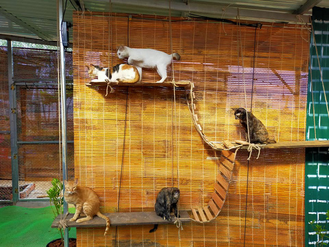 2 cô gái và 20 con mèo trên đỉnh đồi Đắk Nông: Thanh xuân như một tách trà, nhận nuôi lũ mèo hết cả thanh xuân - Ảnh 17.