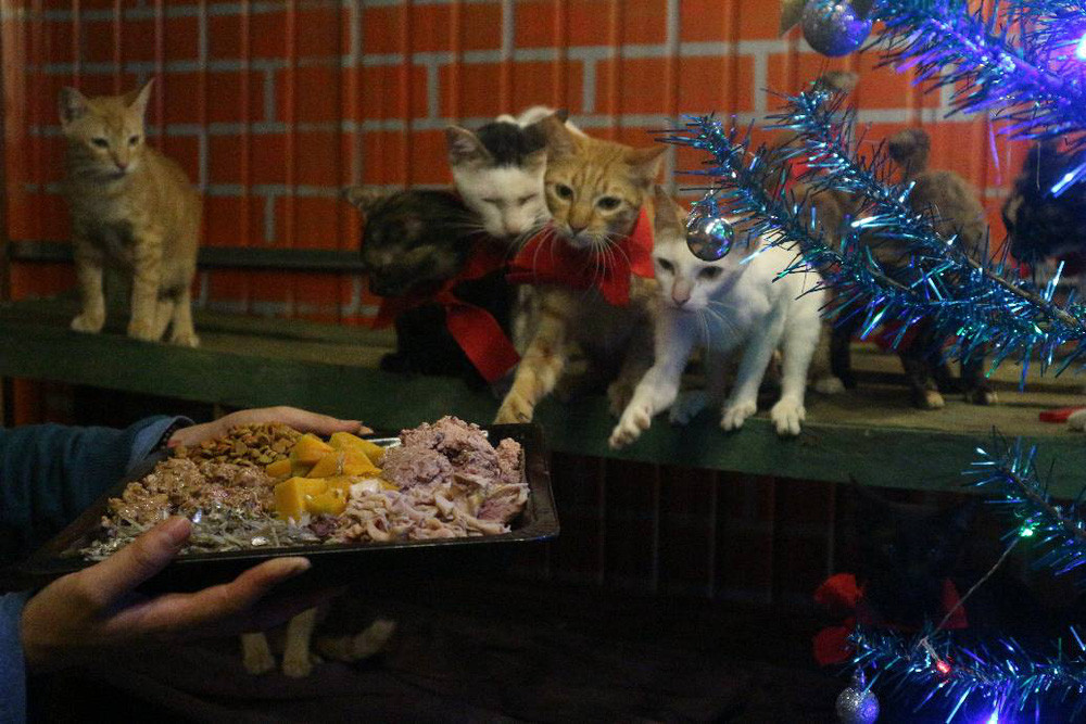 2 cô gái và 20 con mèo trên đỉnh đồi Đắk Nông: Thanh xuân như một tách trà, nhận nuôi lũ mèo hết cả thanh xuân - Ảnh 21.