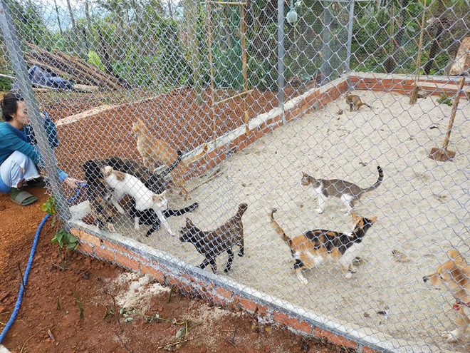 2 cô gái và 20 con mèo trên đỉnh đồi Đắk Nông: Thanh xuân như một tách trà, nhận nuôi lũ mèo hết cả thanh xuân - Ảnh 9.