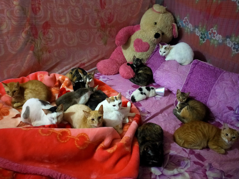 2 cô gái và 20 con mèo trên đỉnh đồi Đắk Nông: Thanh xuân như một tách trà, nhận nuôi lũ mèo hết cả thanh xuân - Ảnh 10.