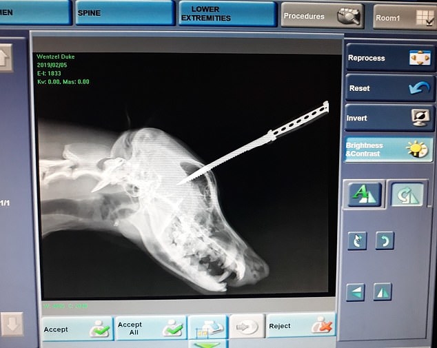 
Tia X-quang cho thấy con dao đâm sâu vào đầu Duke, lệch vài milimet trước khi đâm vào hốc mắt phải.