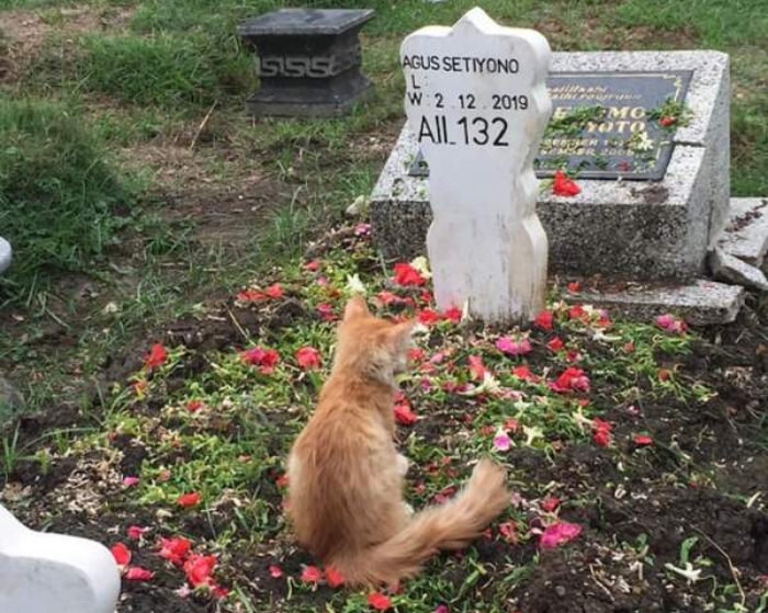 Chú mèo đau buồn bước ra từ ngôi mộ của người chủ đã khuất