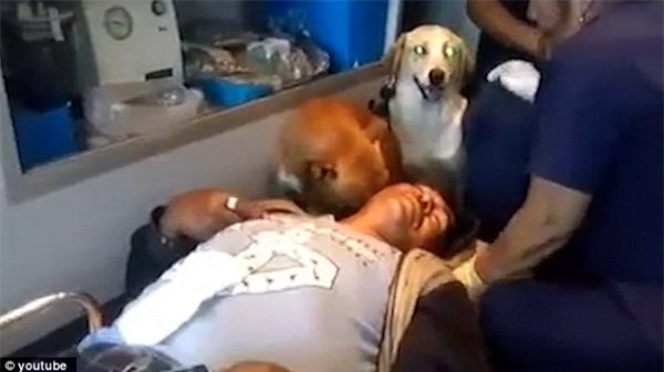 Hai chú chó trung thành nhất quyết nhảy lên xe cứu thương để chăm sóc cho chủ - Ảnh 2.