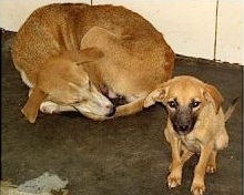 
Mỗi năm, có tới hàng triệu chú chó bị bỏ rơi và được đưa vào trạm cứu hộ động vật 