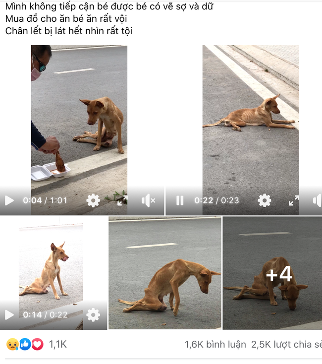 Dân mạng kêu gọi cứu trợ chú chó cái bị liệt hai chân lết đi kiếm ăn dưới một chung cư cao cấp ở Sài Gòn - Ảnh 2.